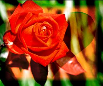 FX №266528 Wishful Petal Greetings: Blooming Love and Joy
