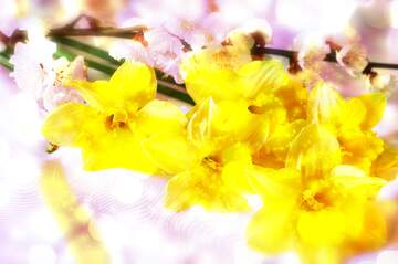 FX №266363 Wishful Radiance: Greetings in Full Blooming Glow