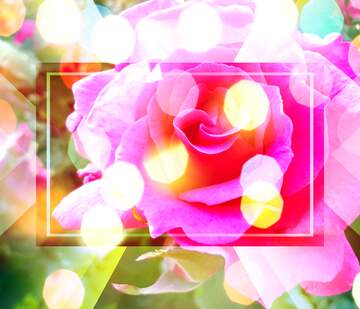 FX №266217 Wishful Roses: Love Blooms in Floral Background