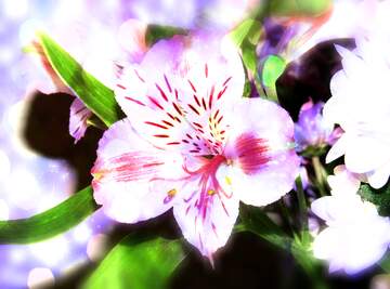 FX №266401 Wishing Petal Bliss: Blooms in Full Blooming Elegance