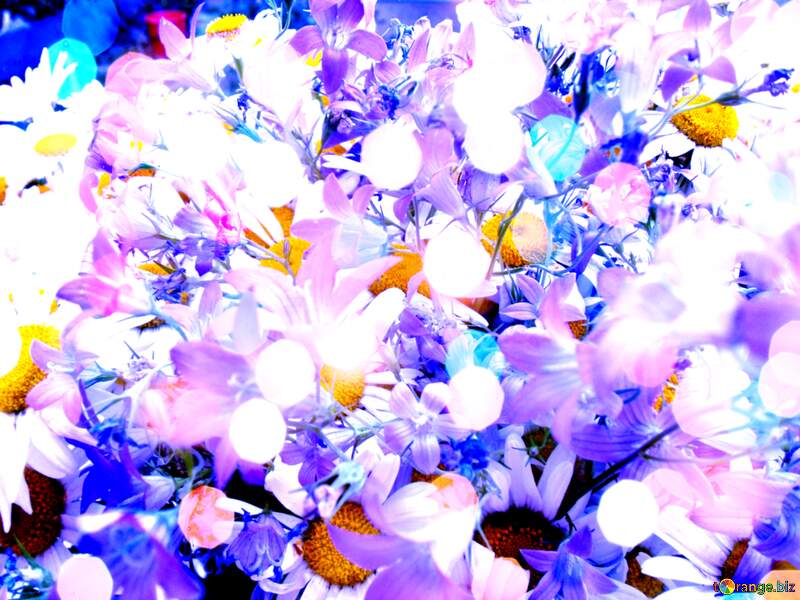 Abstract Daisies blue background №9802