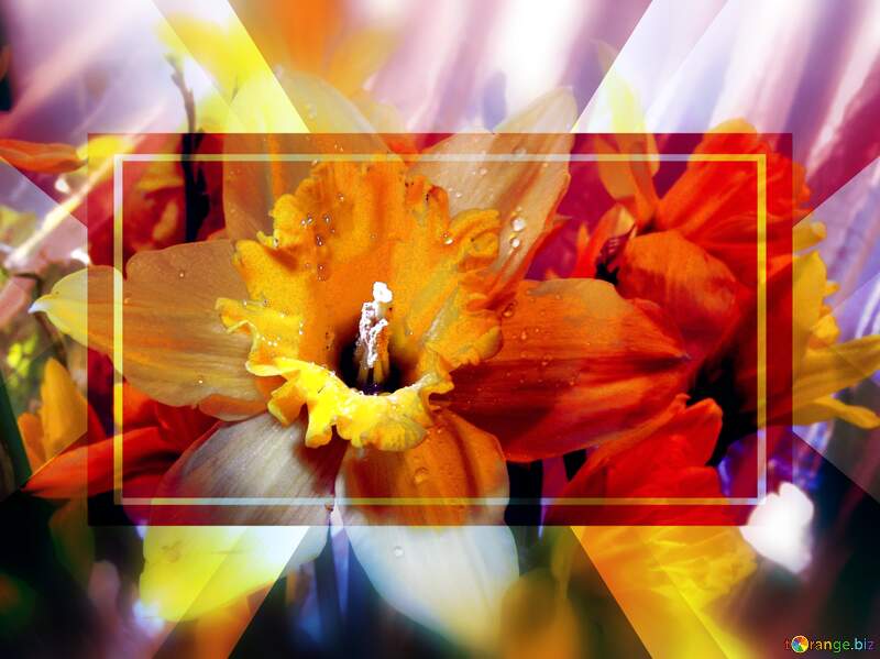 Blissful Harmony: Wishing You Joyful Blooming Moments №525