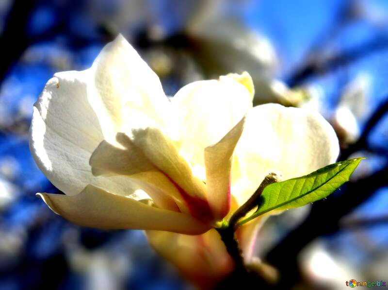 Blooming Magnolia Love in the Canvas of Spring №39710
