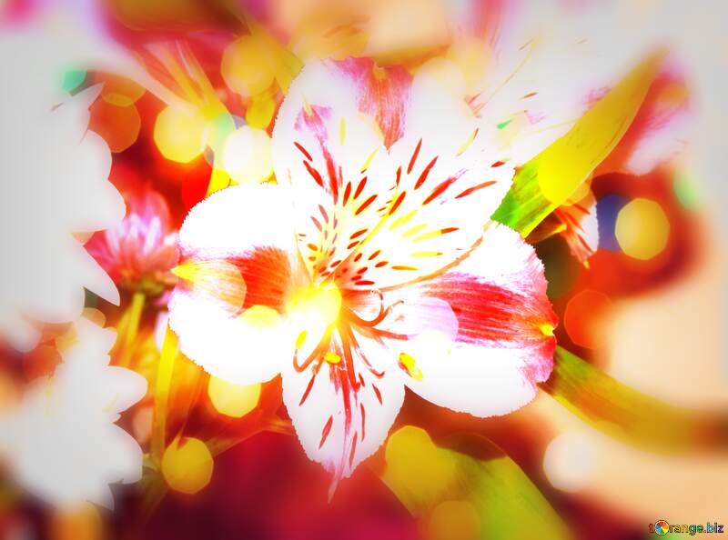 Blooms of Joy: Greetings in Full Blooming Bliss №17808