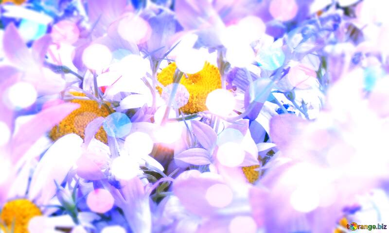 Cute daisy in blue and white Wallpaper №9802