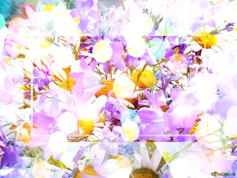Cute Spring Wallpaper for Phone  Daisy Field Background №9802
