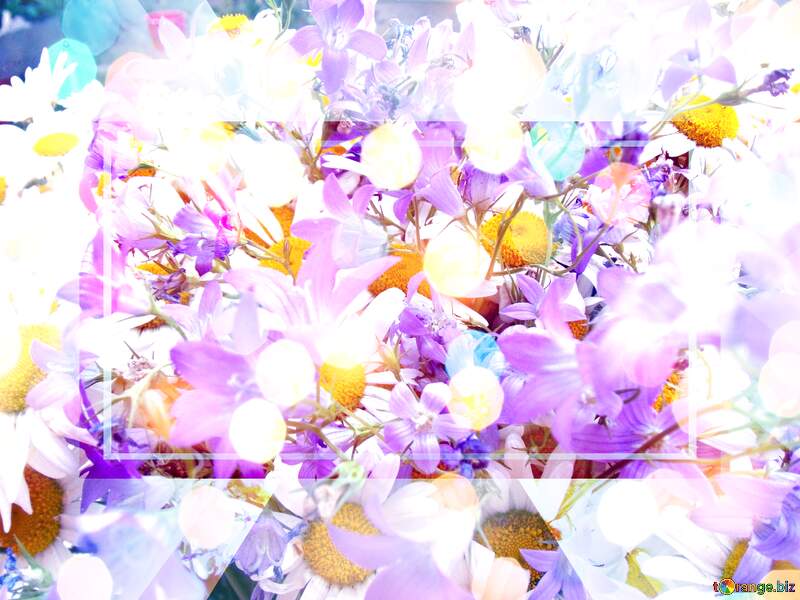 Daisies Flowers background for Photograph editing №9802