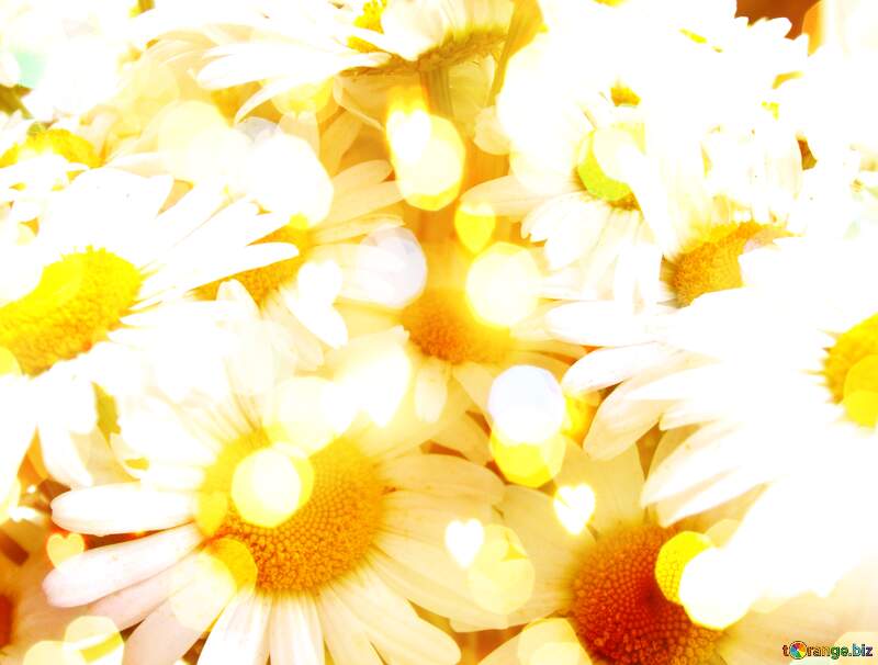 Daisy Background Stock Photo High-Res №9797