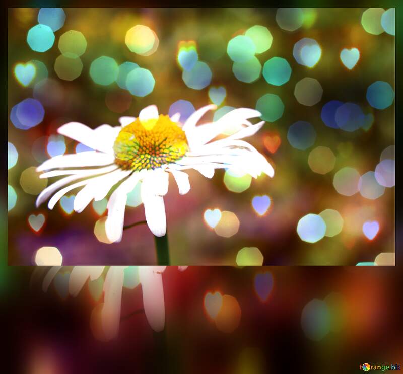 Daisy Blooms  bokeh hearts background №54404