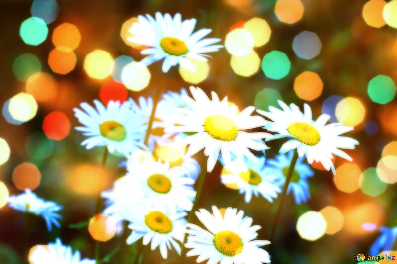 Daisy Bouquet in Summer Glow №33417