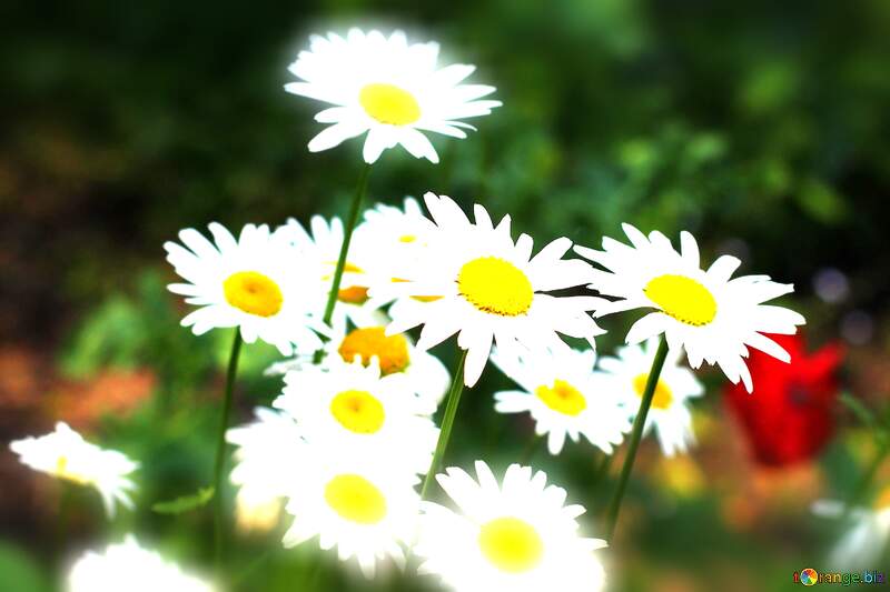 Daisy Delight on Warm Background №33417