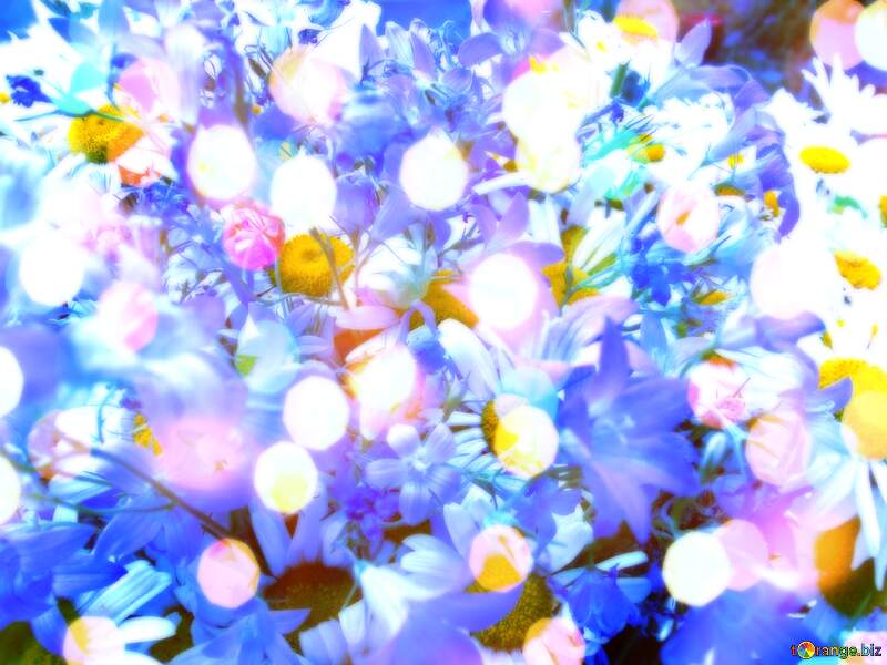 Daisy Flower Frame on Light Background  Illustration Stock №9802
