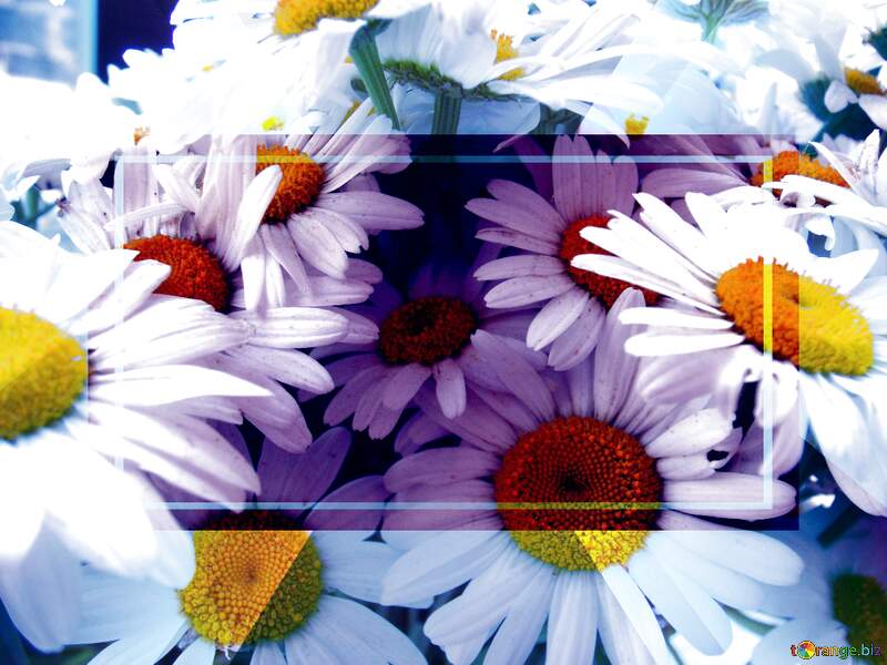 Daisy Flowers Seamless Pattern Background Stock Illustration №9797