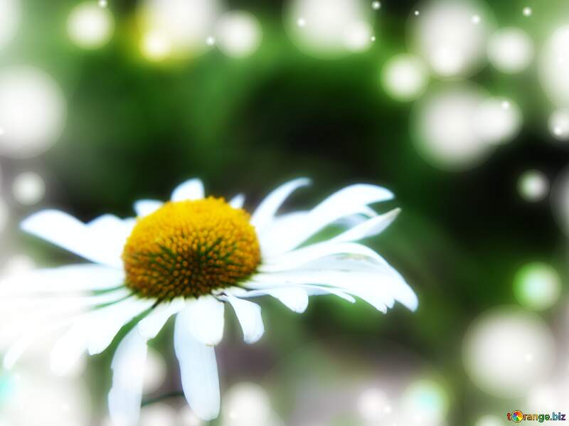 Daisy Radiance in Sunlit Background №54404