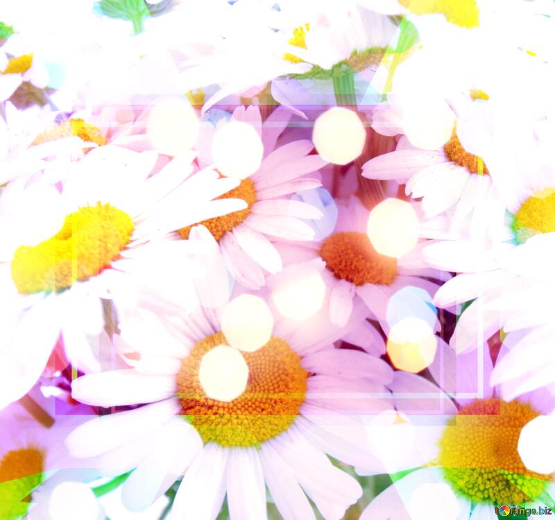 Download free of Daisy flowers patterned background №9797