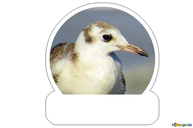 Elegant Seabird Close-Up: Nature`s Coastal Beauty №56165