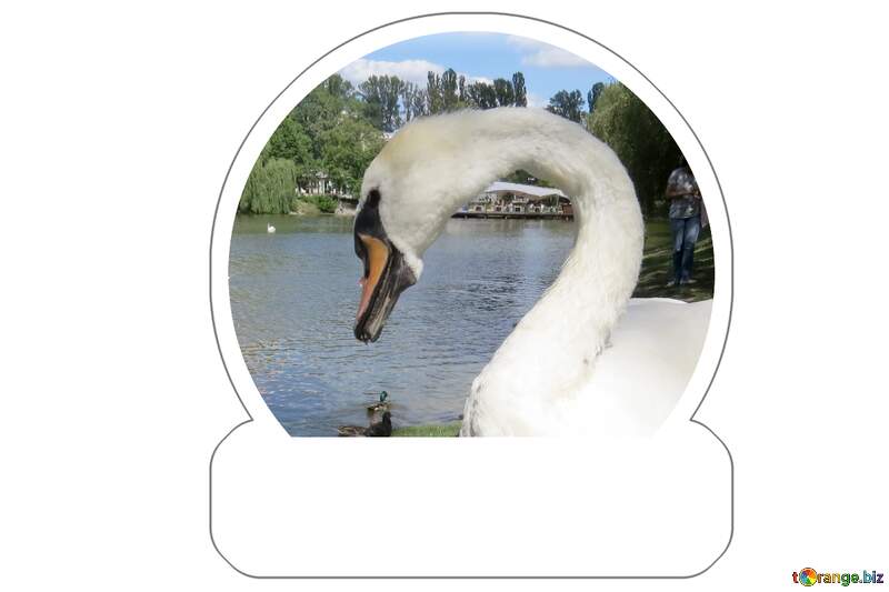 Elegant Swan Gracefully Posing by the Water №54374