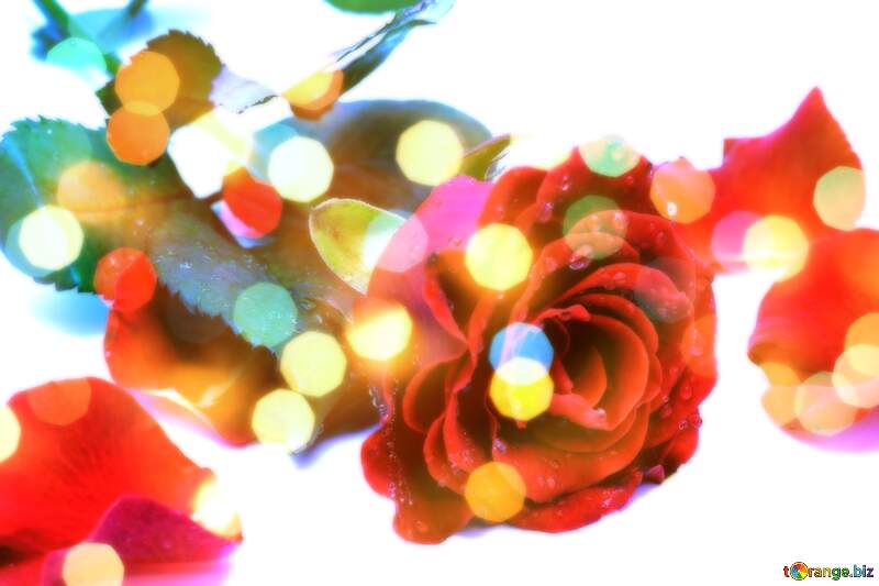 Floral Harmony: Roses Blossom in Love`s Greetings №16876