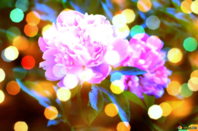 Floral Love Elegance: Pink Flower on Greetings Canvas №32639
