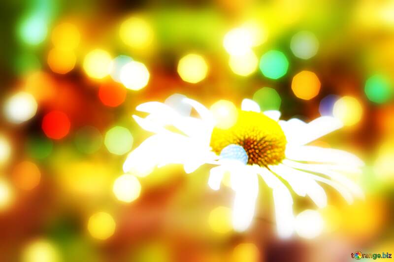 Floral Sunshine with Daisy Backdrop №54404