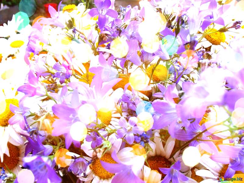 flowering marguerite daisy background Stock Photo №9802