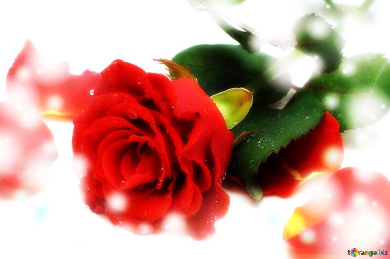 Greetings Harmony: Roses Blossom in Love`s Symphony №16876