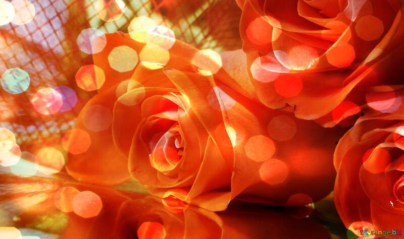 Greetings Harmony: Roses Blossom in Love`s Symphony №7265