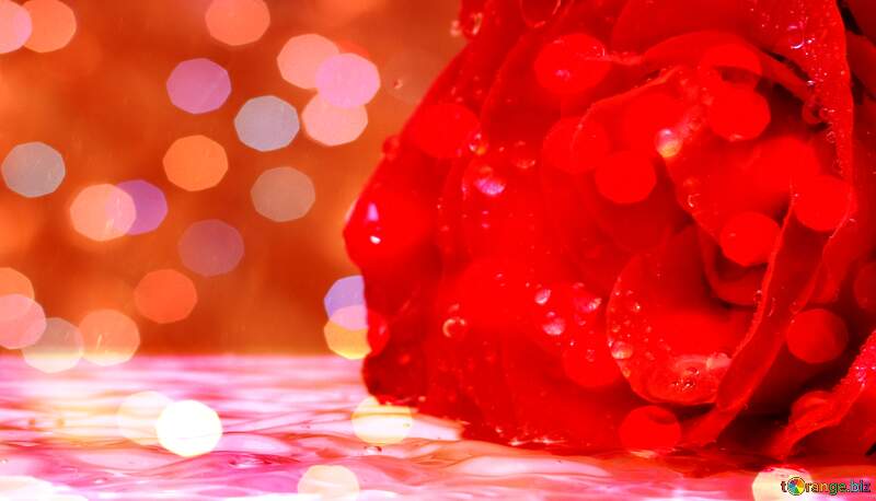 Greetings Harmony: Roses Blossom in Love`s Symphony №16906