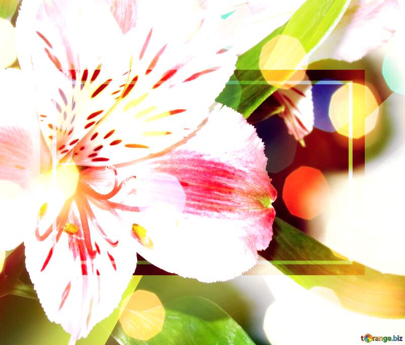 Greetings Radiance: Echoes of Blooming Love and Light №17808