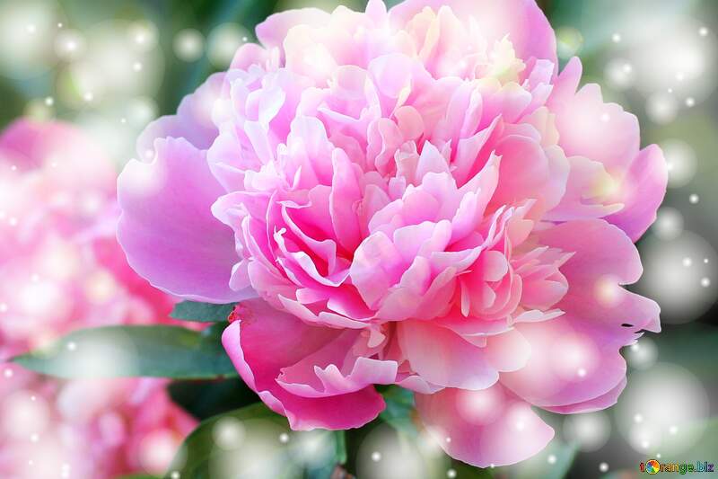Greetings Radiance: Peonies  Bloom in Love`s Symphony №32639