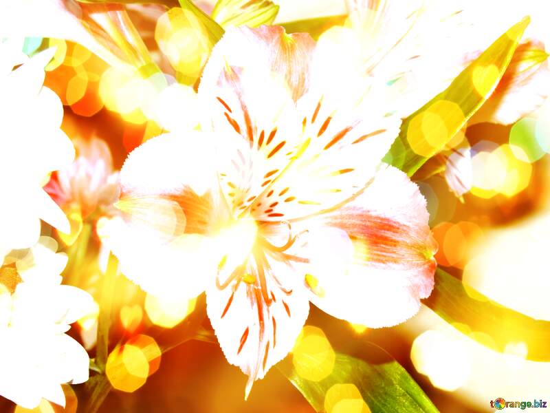 Hundo P Bliss: Greetings in Full Blooming Positivity №17808
