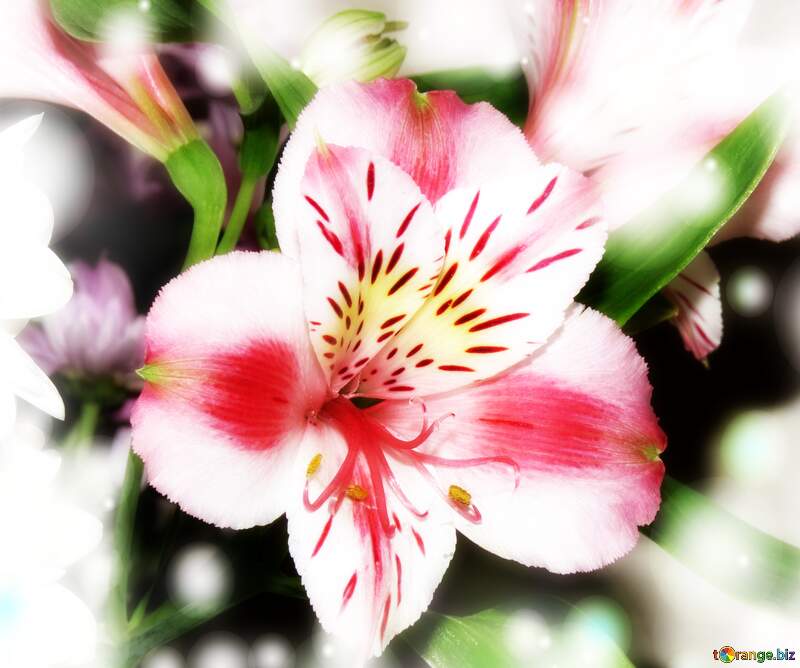 Lit AF Roses: Love Blooms in Full Blooming Glory №17808