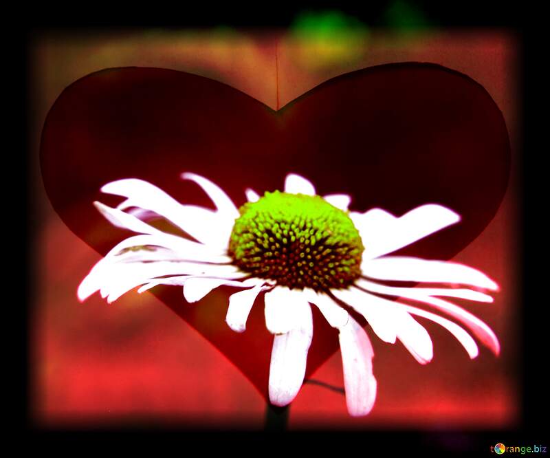 Love Heart Daisy Petal Delight №54404