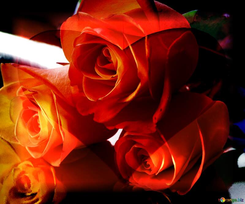 Love`s Canvas: Roses Blossom in Background Elegance №7210