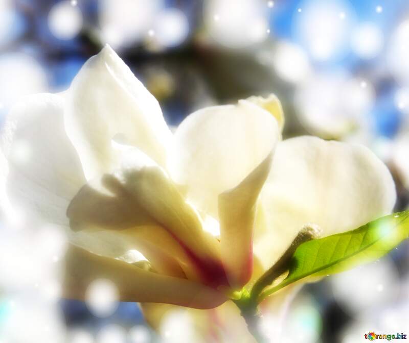 Love`s Radiance: Magnolia Bloom on Spring Canvas №39710