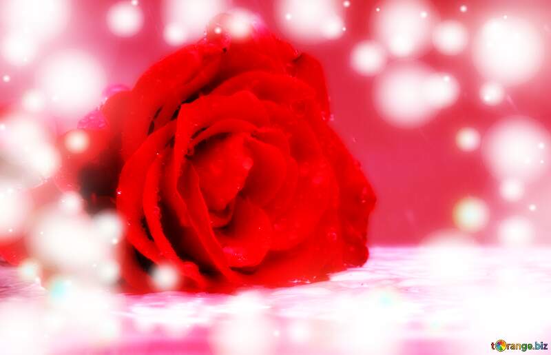 Love`s Radiance: Roses Blossom in Greetings Elegance №16906