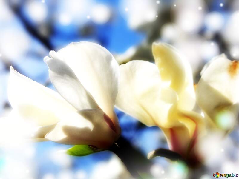 Love`s Radiant Affection: Magnolia Blooms in Spring Splendor №39715