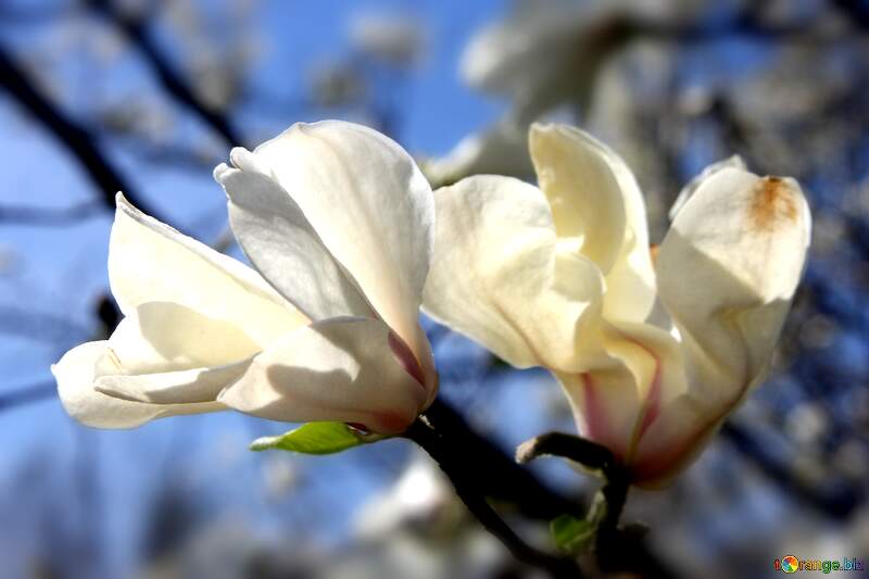 Love`s Radiant Embrace: Magnolia Blossoms in Spring №39715