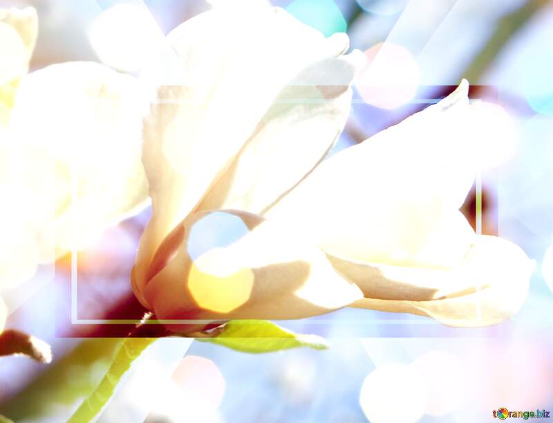 Love`s Spring Affair: Magnolia Blooms in Radiant Splendor №39715