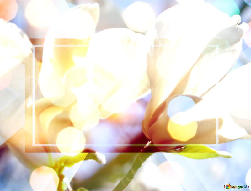 Love`s Spring Symphony: Magnolia Blooms in Radiant Harmony №39715