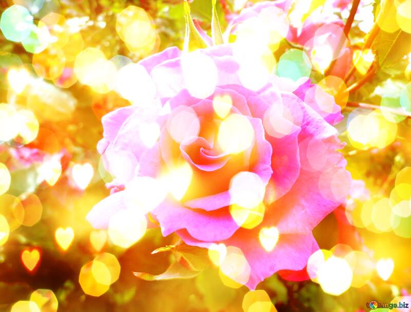 Love`s Wishful Garden: Blooms in Background Harmony №46696