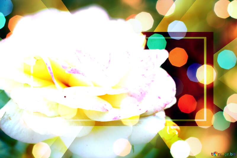 Love`s Wishful Garden: Blooms in Background Harmony №55179