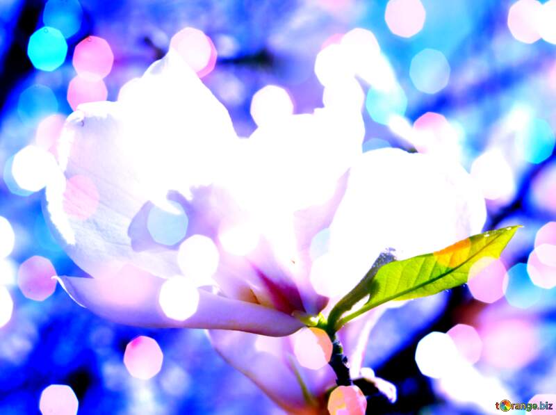 Magnolia Bloom Harmony: A Spring Love Affair №39710