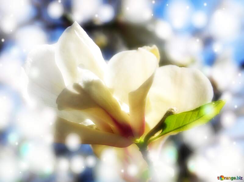 Magnolia Blooms Dance in Love`s Springtime Serenade №39710