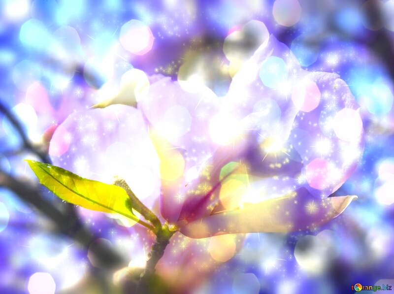 Magnolia Elegance on a Spring Love Canvas №39710