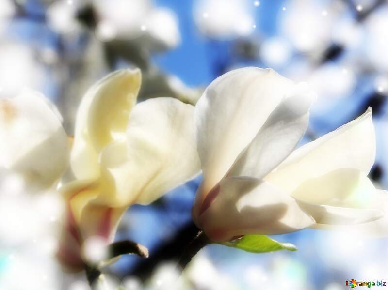 Magnolia Love Blossoms in the Radiance of Spring`s Embrace №39715