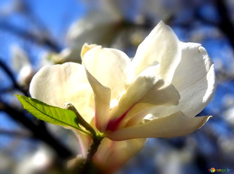 Magnolia Love Blossoms in Springtime Radiance №39710