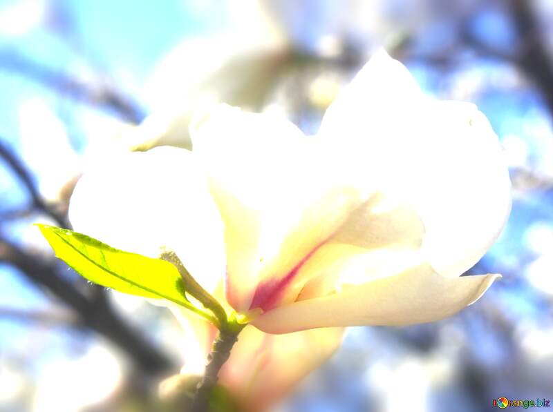 Magnolia Love Springs to Life in Radiant Blooms №39710