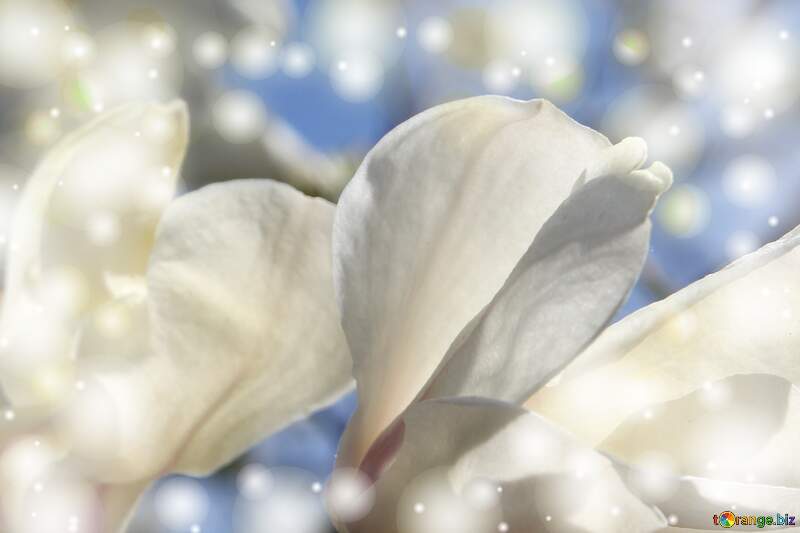 Magnolia Love Symphony: Blooms Unveiled in the Canvas of Spring №39715