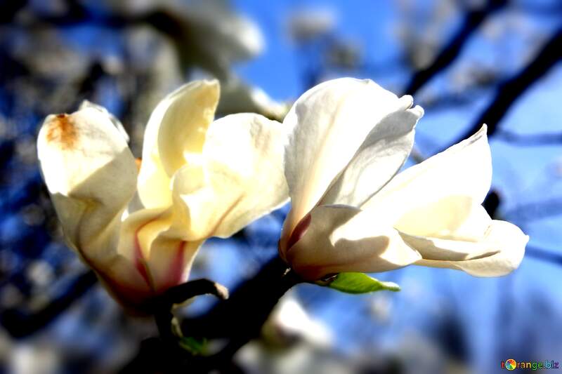 Magnolia Love Symphony: Blooms Unveiled in the Spring №39715